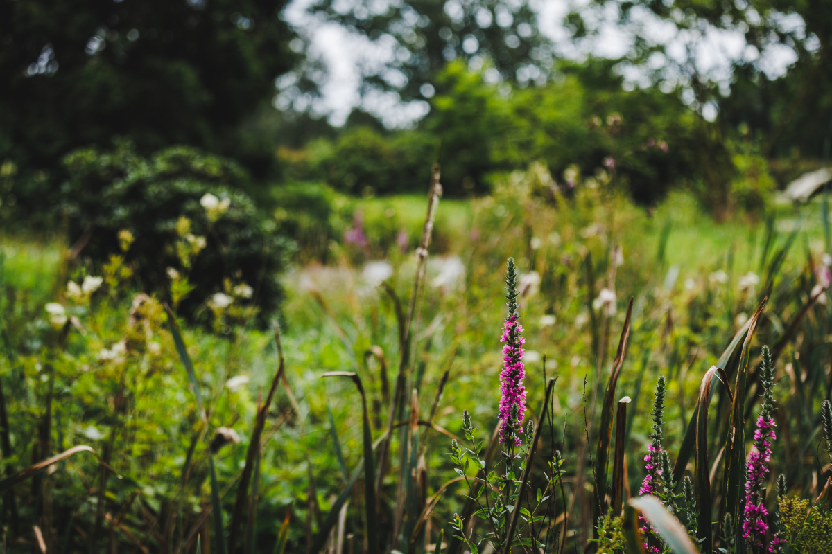 blomster