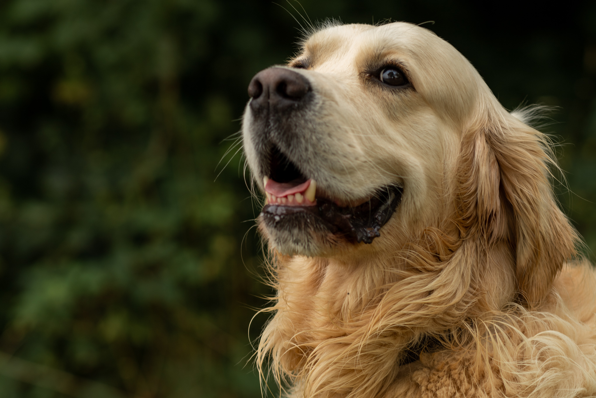 Hund