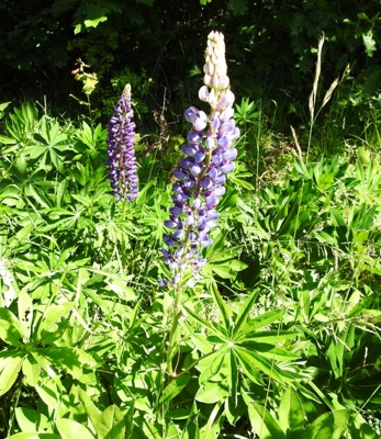 Lupin
